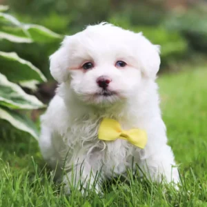 Maltipoo (M) Casper