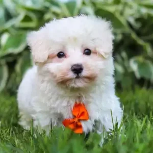 Maltipoo (M) Puff