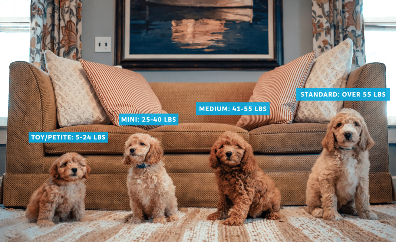 Pups shown above are Goldendoodles (8 weeks old) – Sizes listed are full-grown estimates