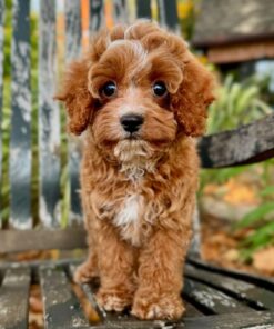 Meet Henry Cavapoo Boy