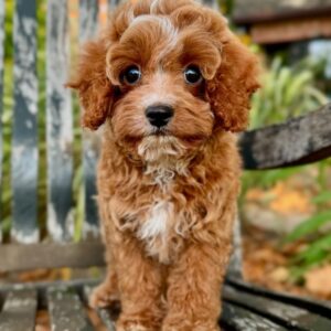 Cavapoo (M) Henry