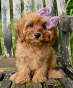 Meet Nala Cavapoo Girl