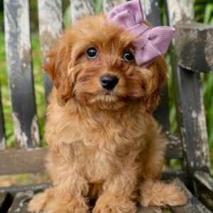 Cavapoo (F) Nala