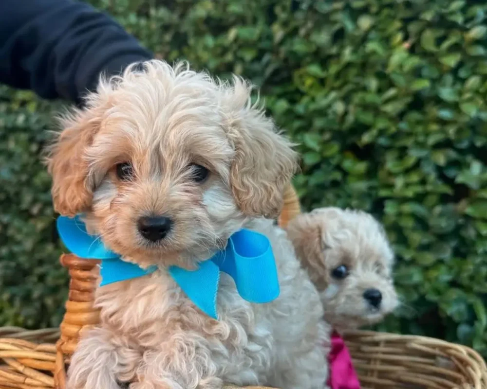 Maltipoo puppies for sale at choice puppy