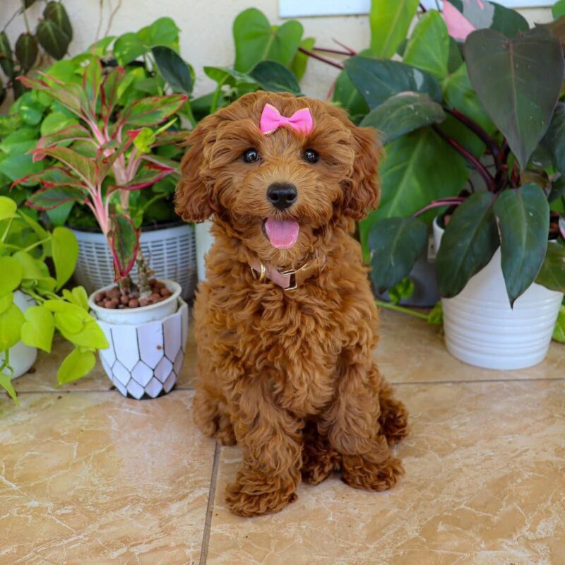 Doodle Puppies For Sale