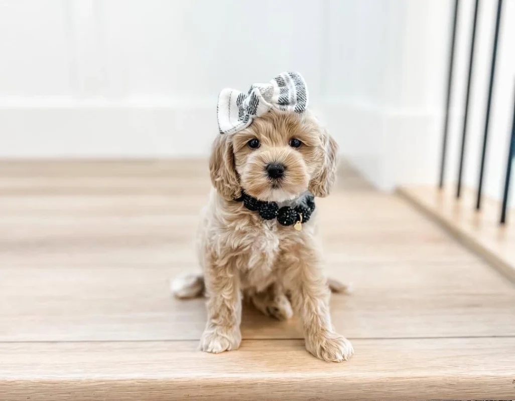 Cavapoo
