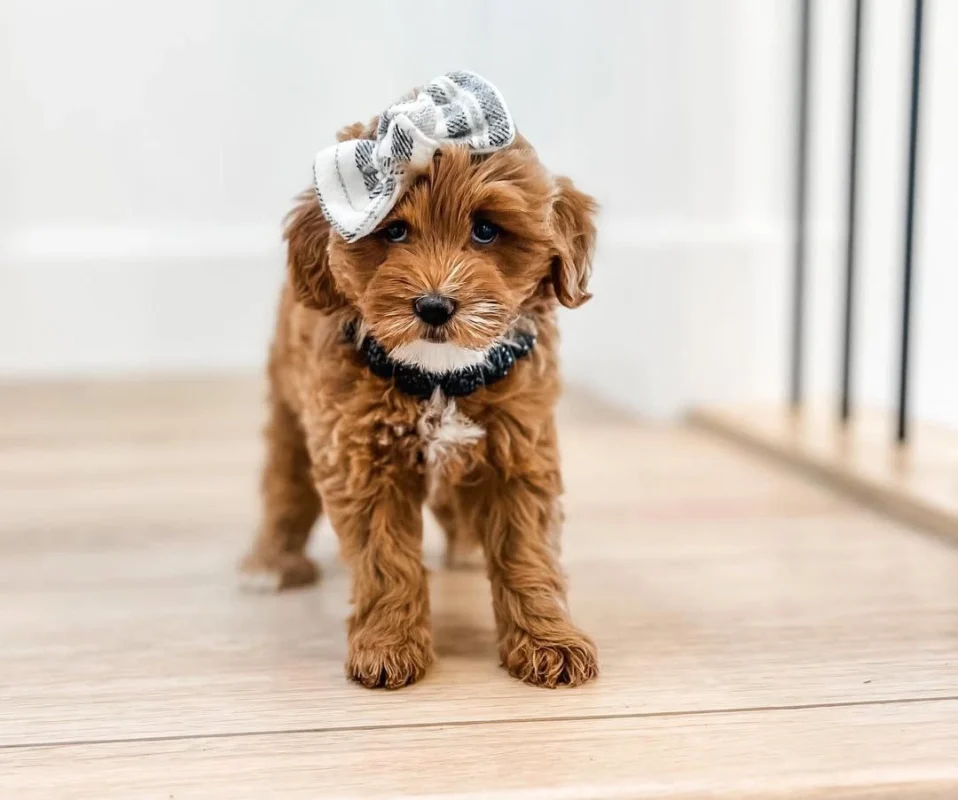 Mini Cavapoos at my choice puppy utah