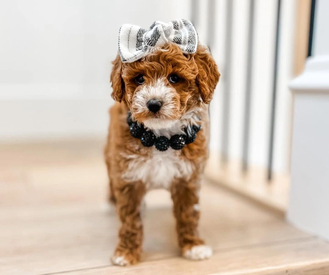 Puppies for sale