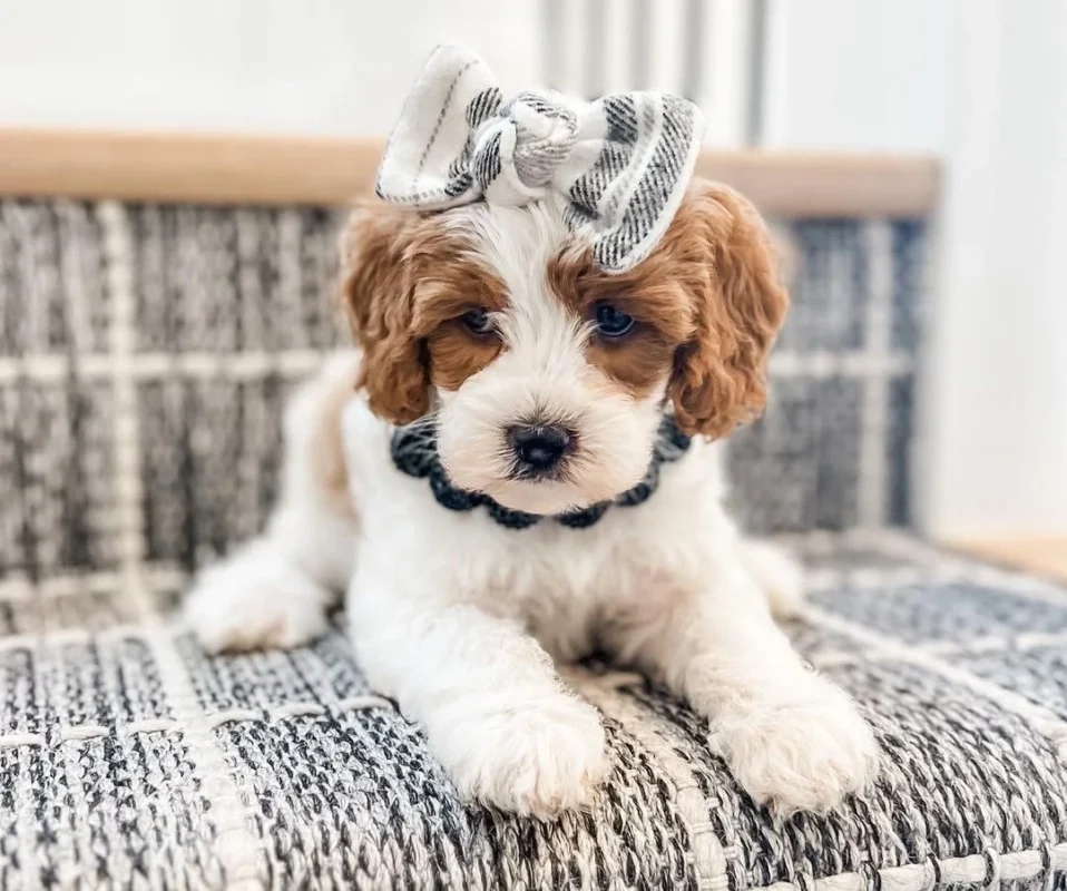 Mini Cavapoo Puppies For Sale