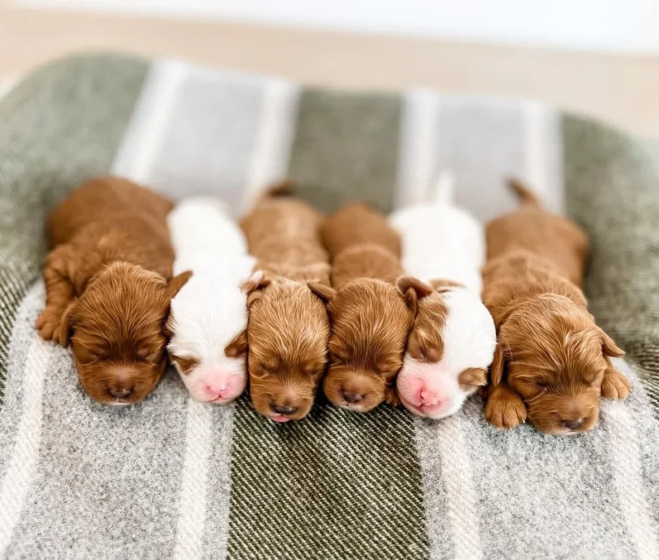 Cavapoo Puppies for sale From My Choice Puppies