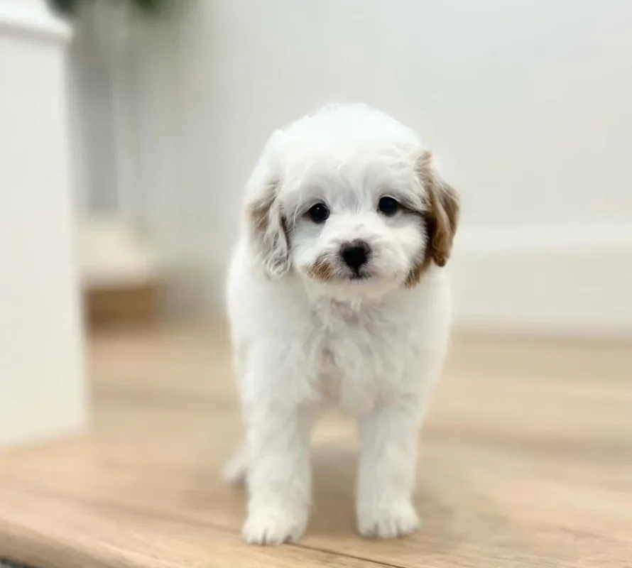 Blenheim Mini Cavapoo At My Choice Puppy
