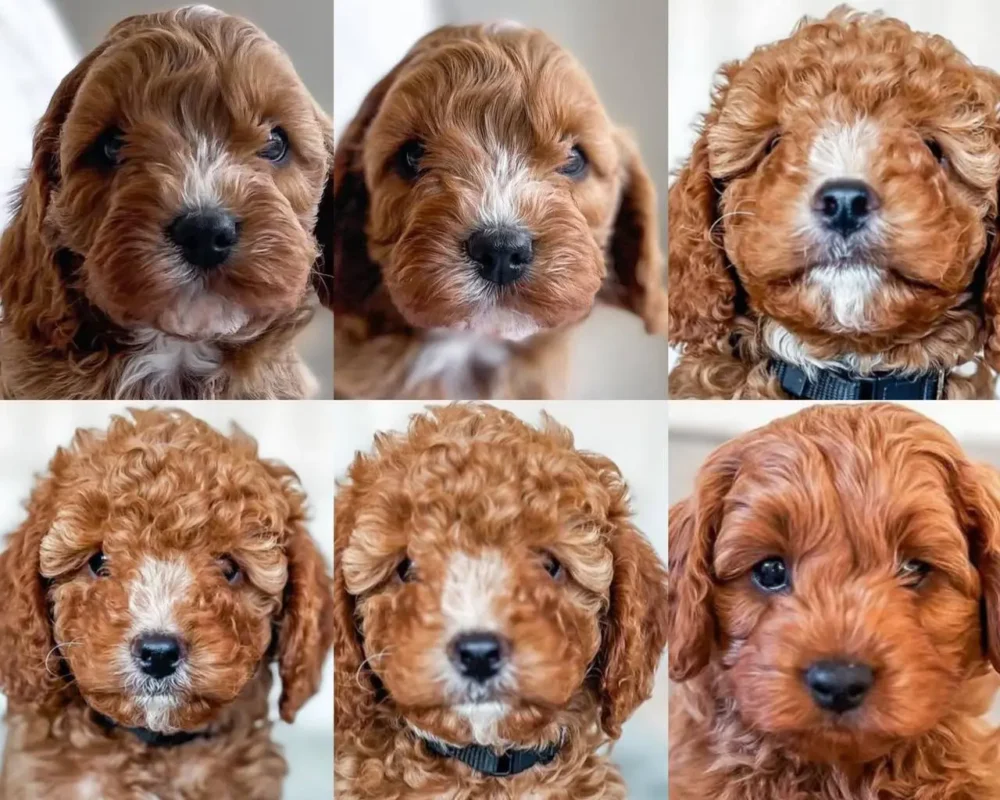 Cavapoo Faces From My Choice Puppies