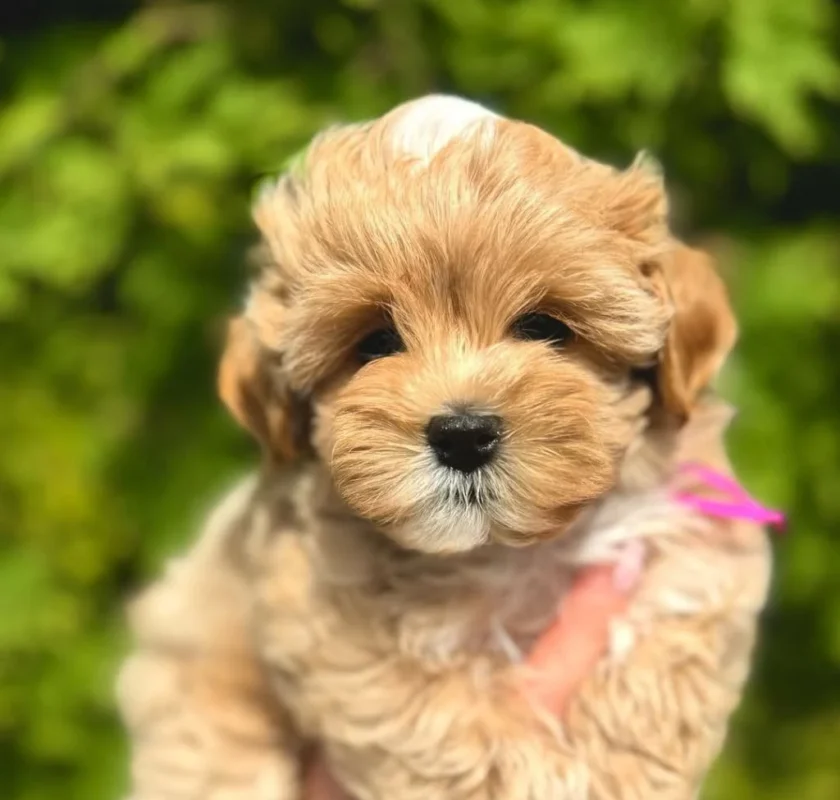 Maltipoo from my choice puppy