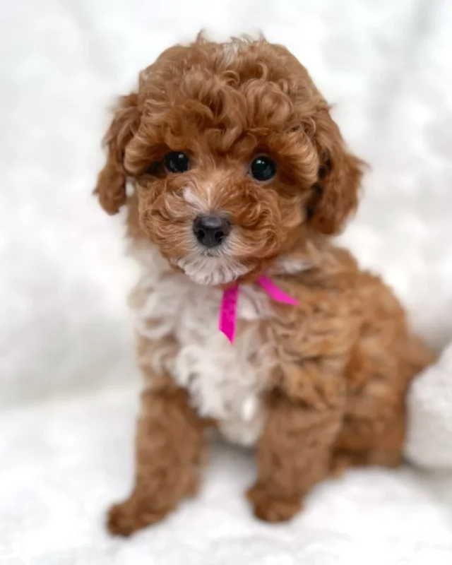 Maltipo Puppies from My Choice Puppy