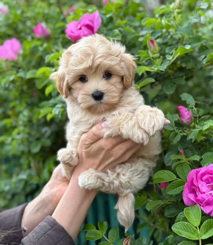 Advantages of Maltipoo and Mini Maltipoo Puppies