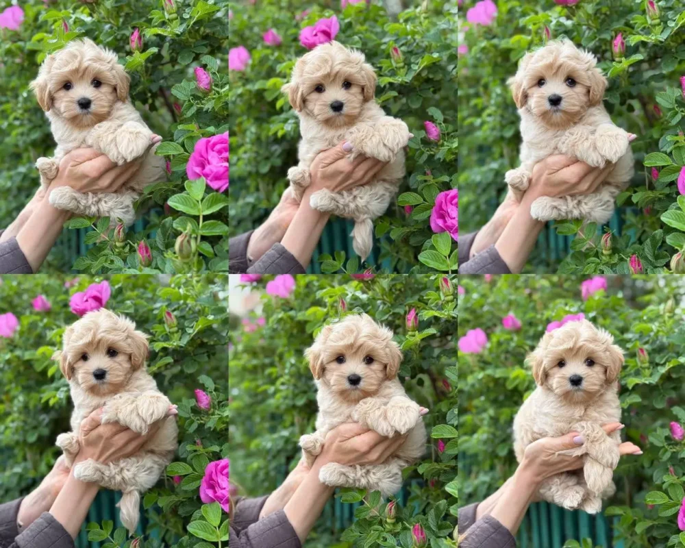 Maltipoo color variety