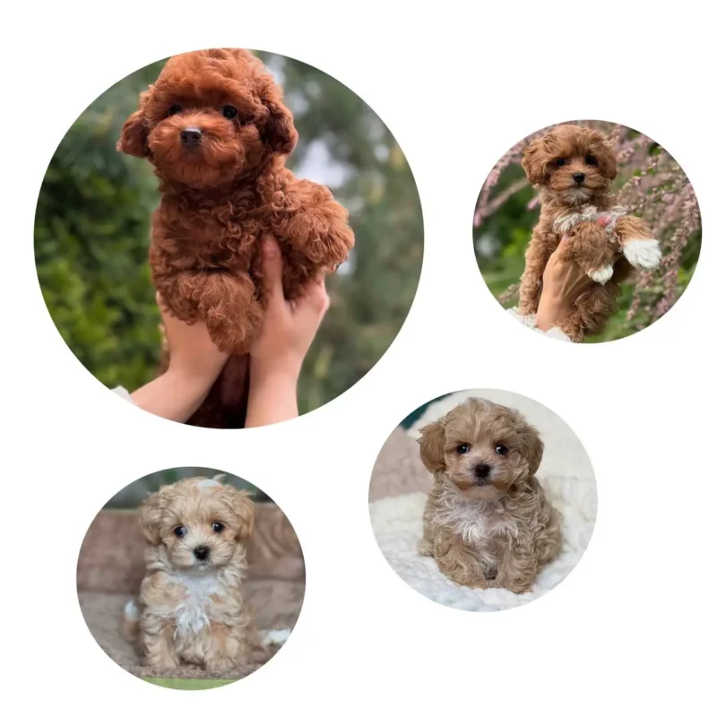 Maltipoo and mini maltipoo puppy colors include red, red/white, apricot, cream, chocolate or white