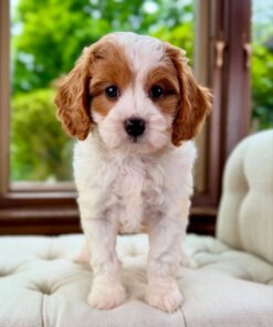 Meet Reef Cavapoo Boy