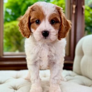 Cavapoo (M) Reef