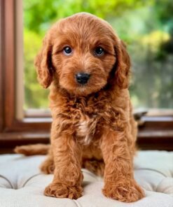 Meet William Cavapoo Boy