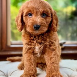 Cavapoo ( M ) William