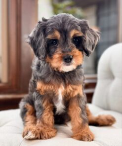 Meet April Cavapoo Boy