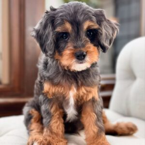 Cavapoo (M) April