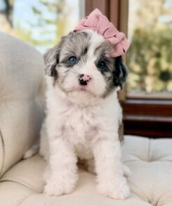 Meet Snow White Cavapoo Girl