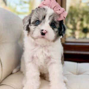 Cavapoo (F) Snow White