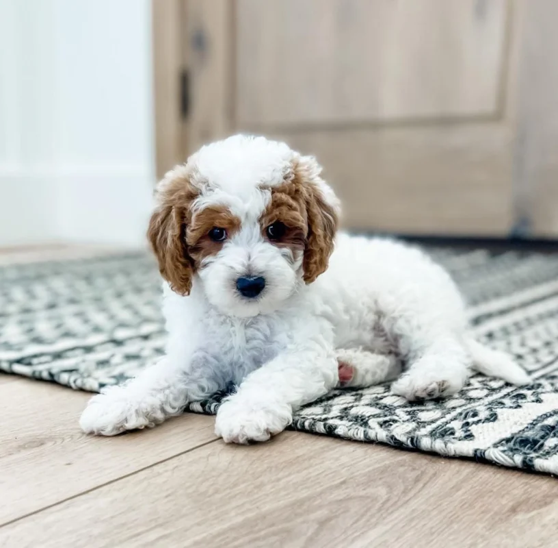 Maltipoo puppies from My Choice Puppy
