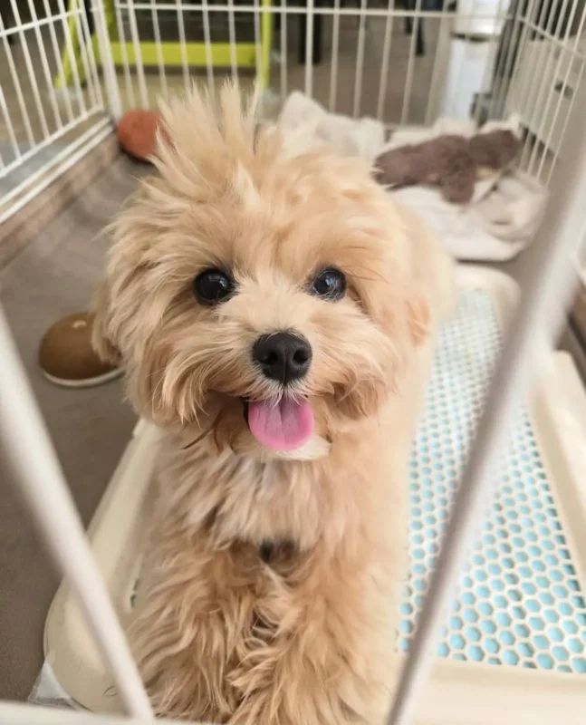 Go home Maltipoo Puppies from my choice puppy