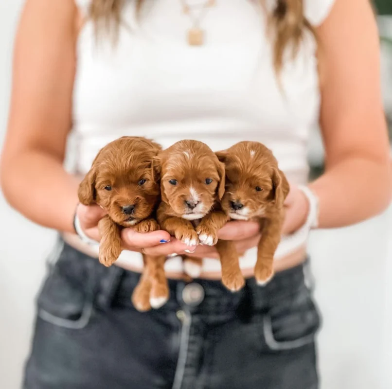 puppy training from my choice puppy