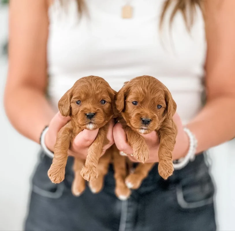 Puppy Training Importance and Benefits - My Choice Puppy