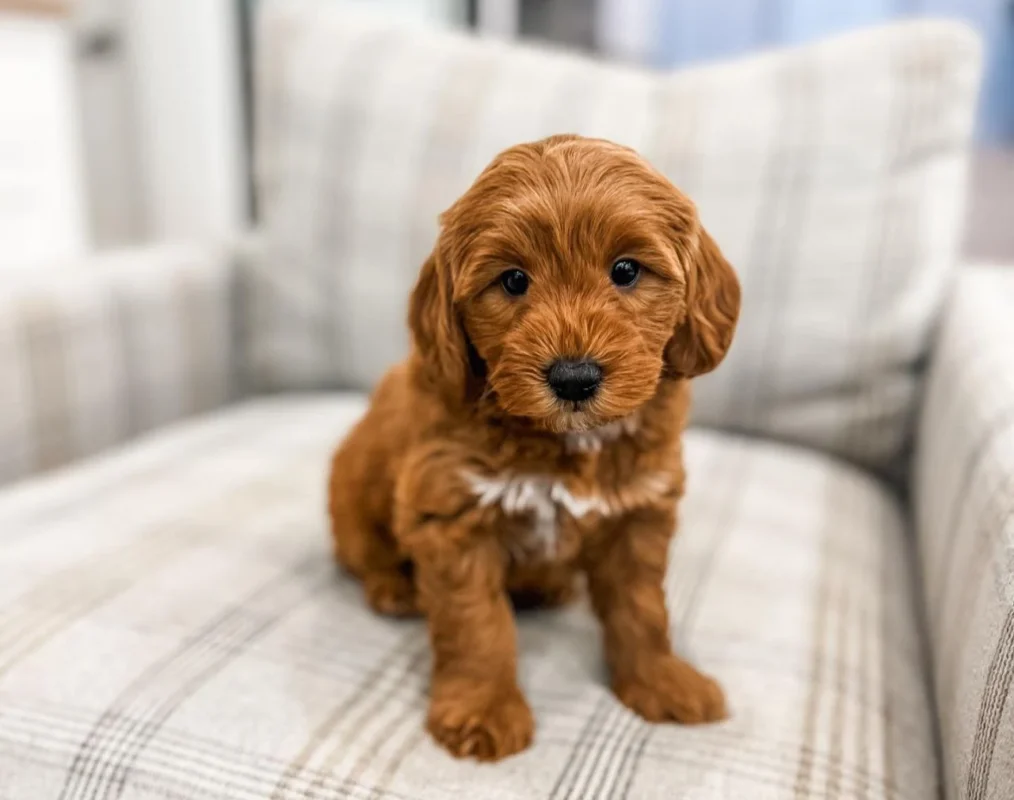 Upcoming Puppies from My Choice Puppy
