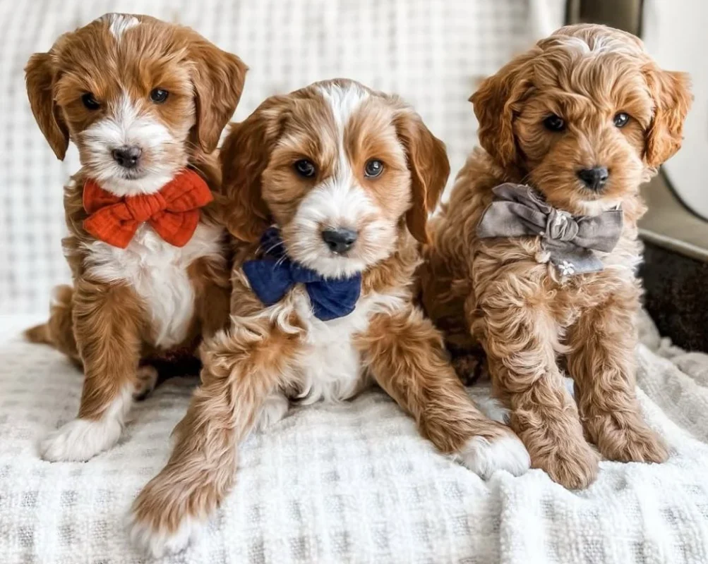 Reviews about My Choice Puppy