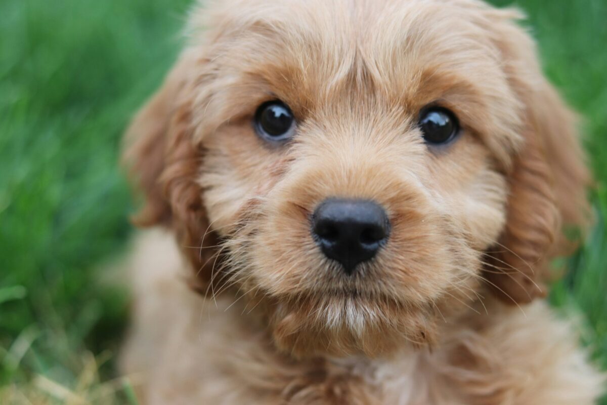family-friendly dogs at my choice puppy