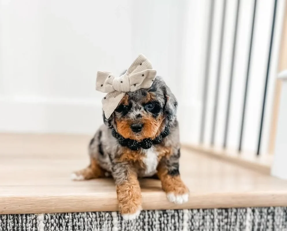 Apply for a from My Choice Puppy