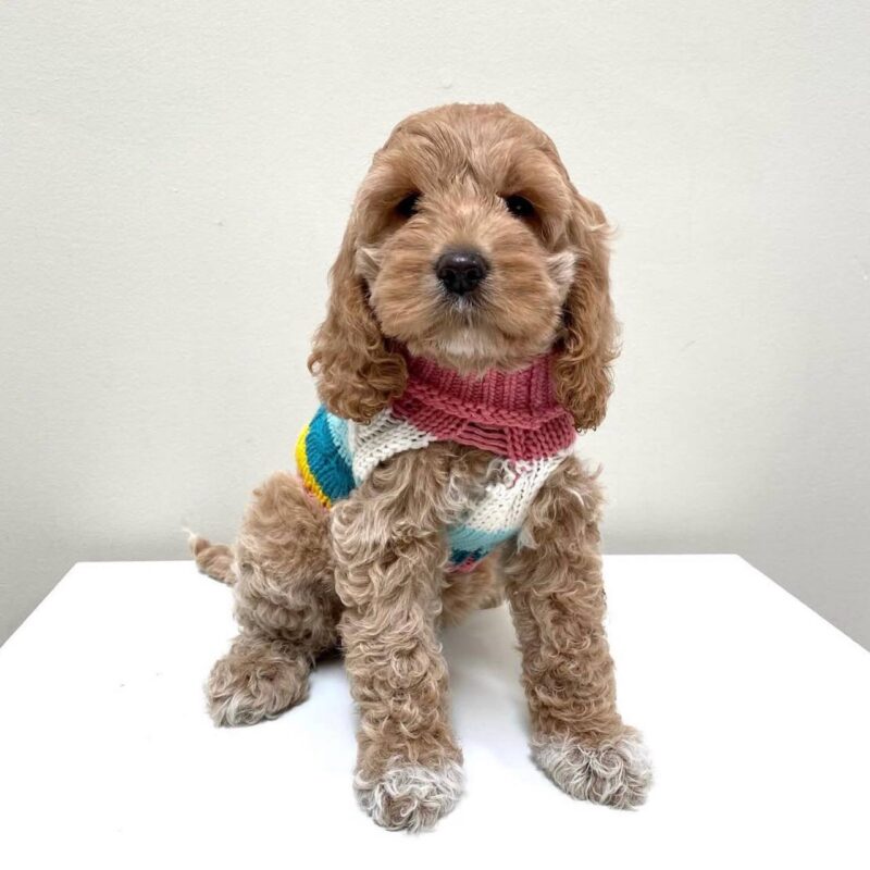 Cavapoo vs Cockapoo