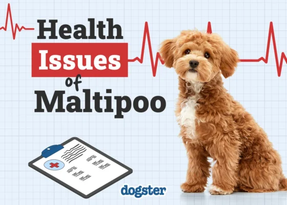 Maltipoo puppy getting a checkup at the veterinarian, addressing common health problems in this popular small dog breed.