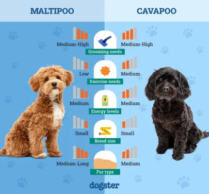 Dogster Maltipoo and Cavapoo puppies side by side, highlighting the visual and size differences between the two popular designer breeds