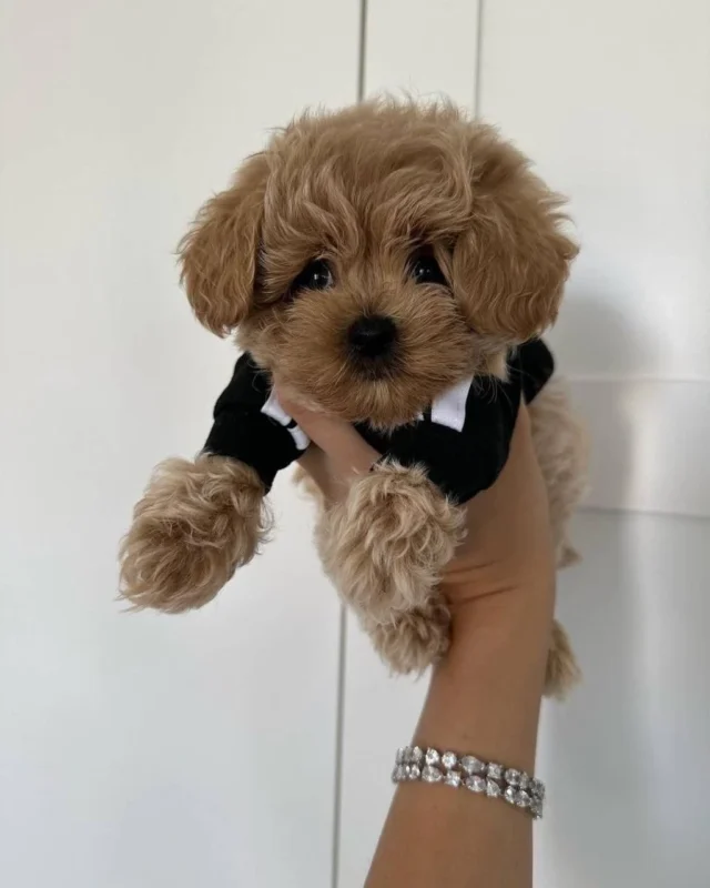 Cavapoo Mistake 2025