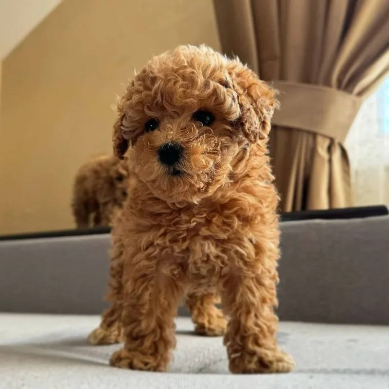 Cavapoo Care Tips