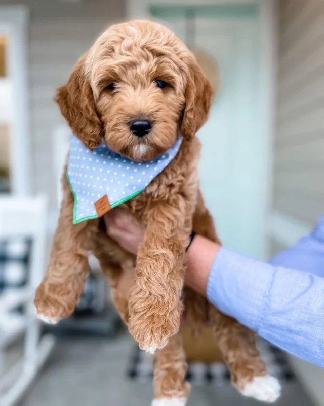 Cavapoo Owner Tips