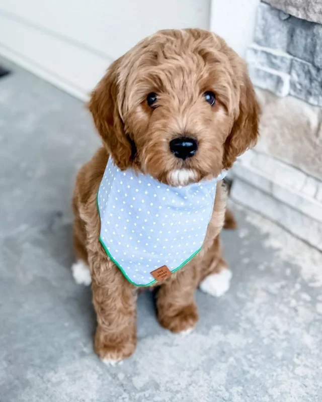 Cavapoo Health