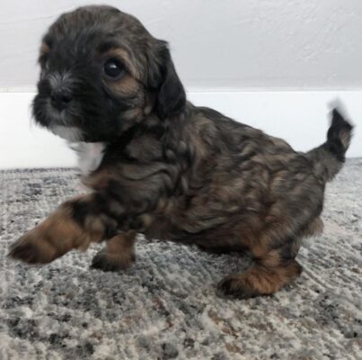 Maltipoo