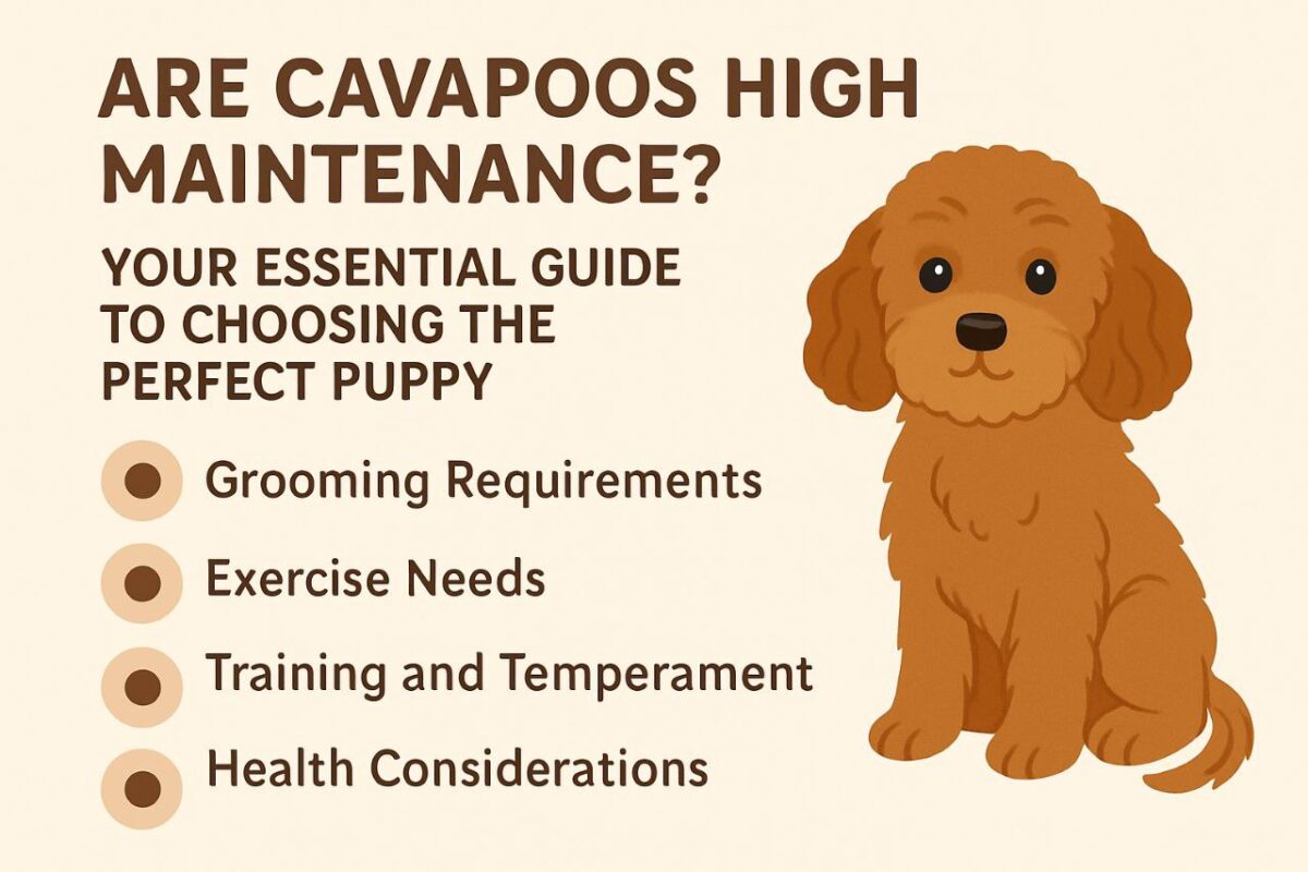 Are Cavapoos High Maintenance? Your Essential Guide to Choosing the Perfect Puppy