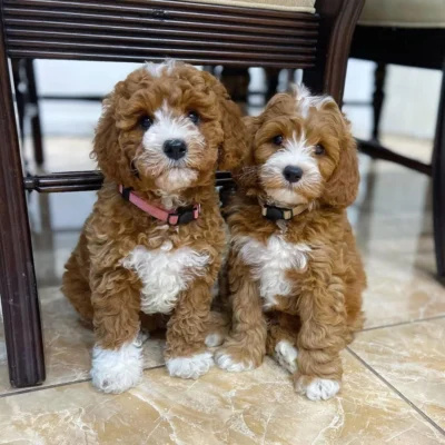 Cavapoo Health Issues