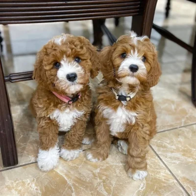 Cavapoo Training