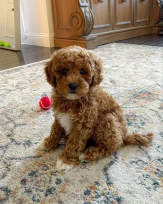 Cavapoo Temperament