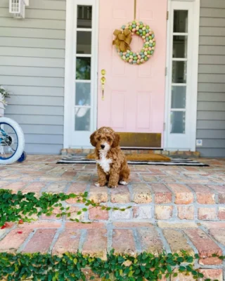 Well-groomed Maltipoo puppies with a soft, curly coat and a bow on its head, showing the breed’s hypoallergenic qualities and grooming needs.
